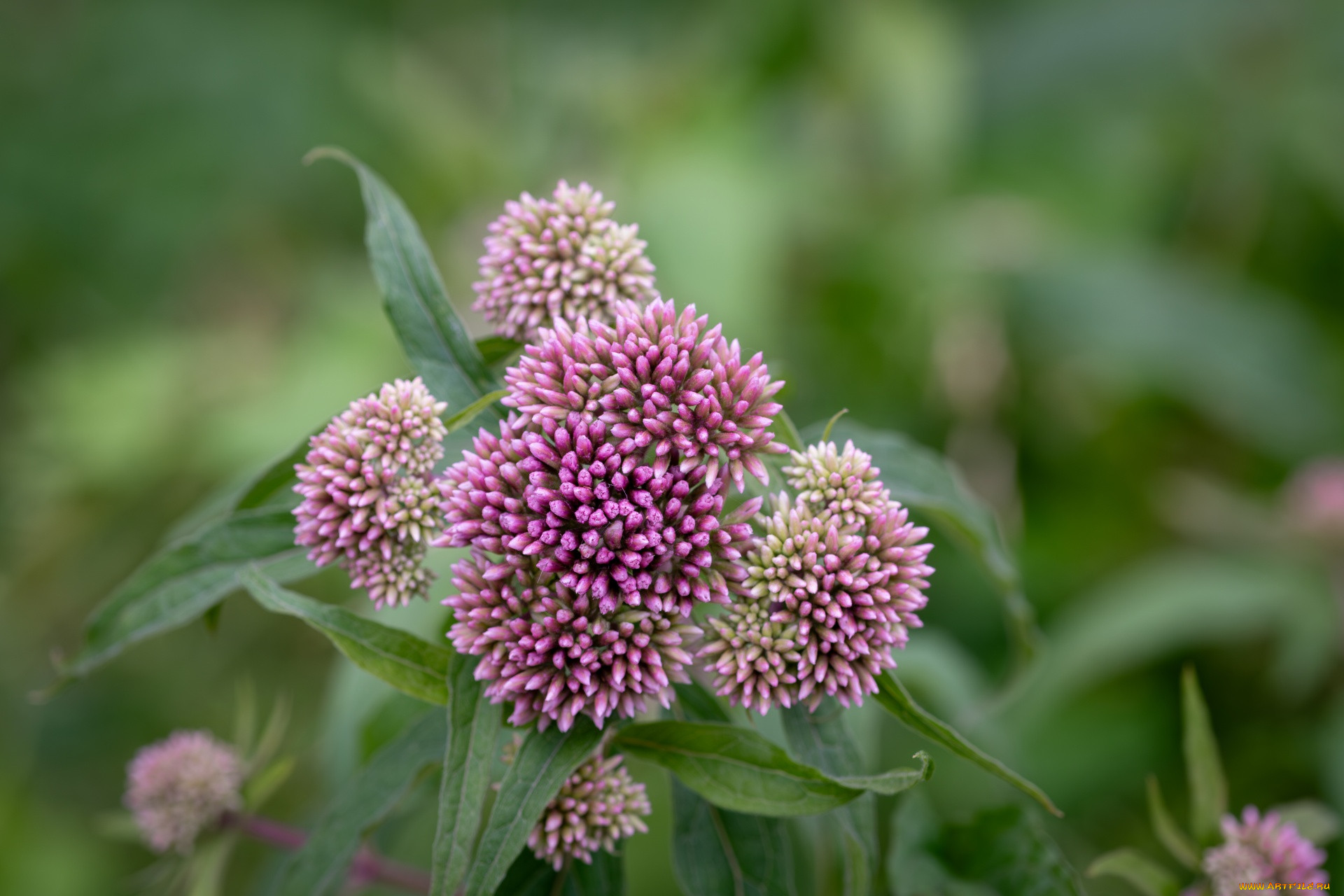 eupatorium cannabinum,  , ,  , ,  , eupatorium, cannabinum, , 